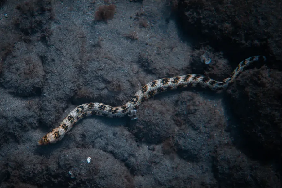 Detail Sea Snake Underwater Photo Number 4