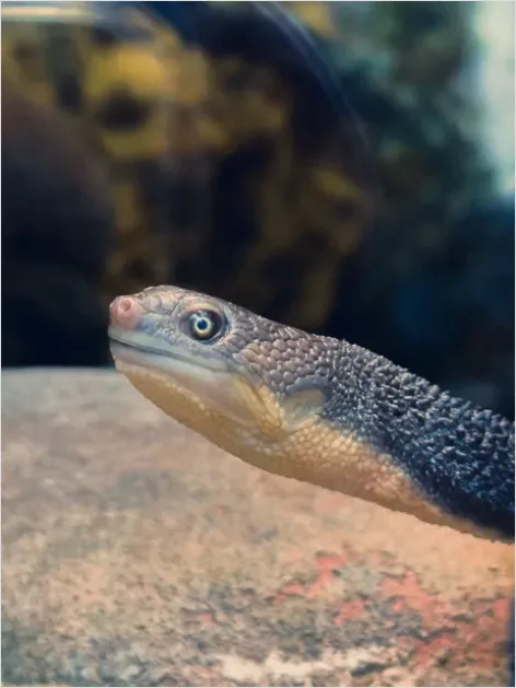 Detail Sea Snake Underwater Photo Number 5