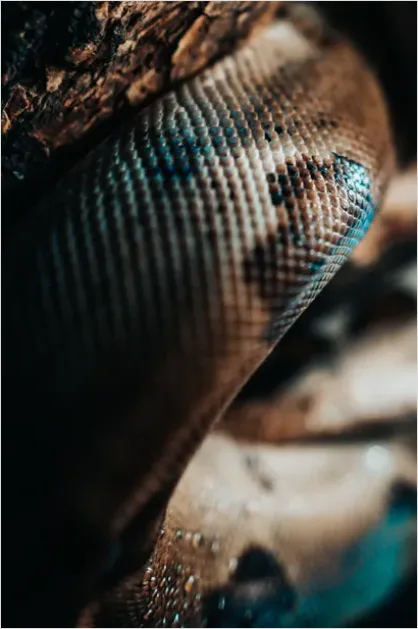 Detail Sea Snake Underwater Photo Number 6