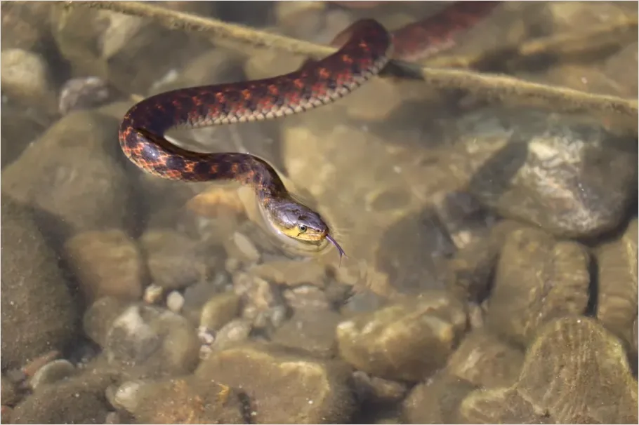 Detail Sea Snake Underwater Photo Number 8