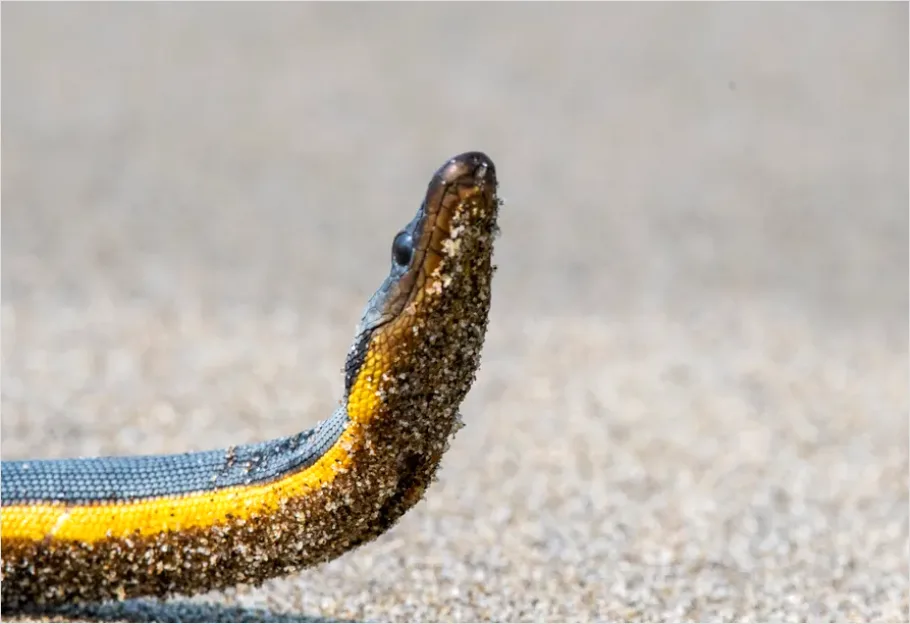 Detail Sea Snake Underwater Photo Number 9