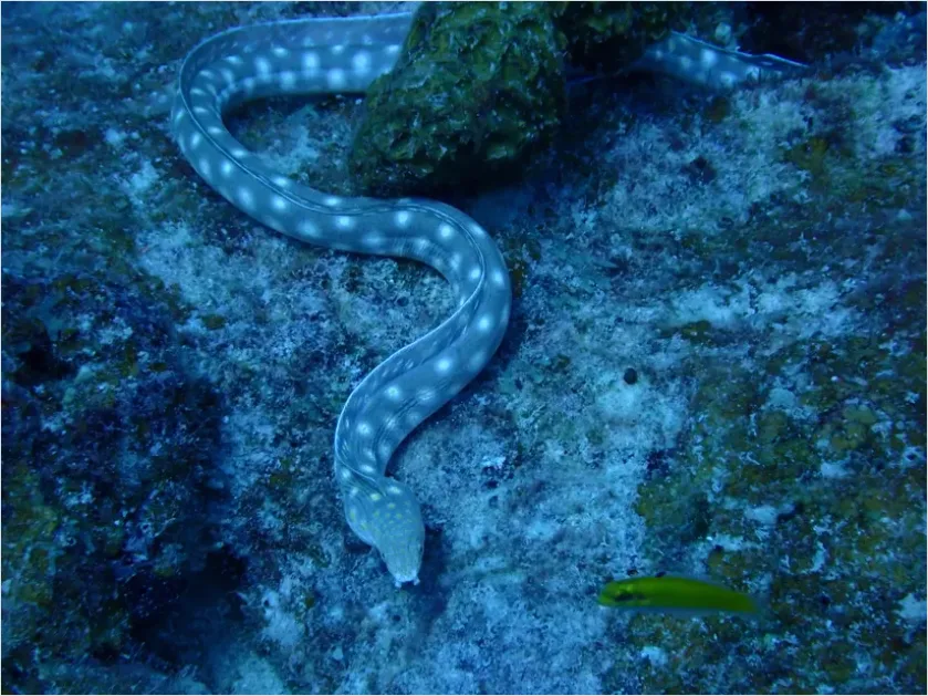 Detail Sea Snake Underwater Photo Number 10