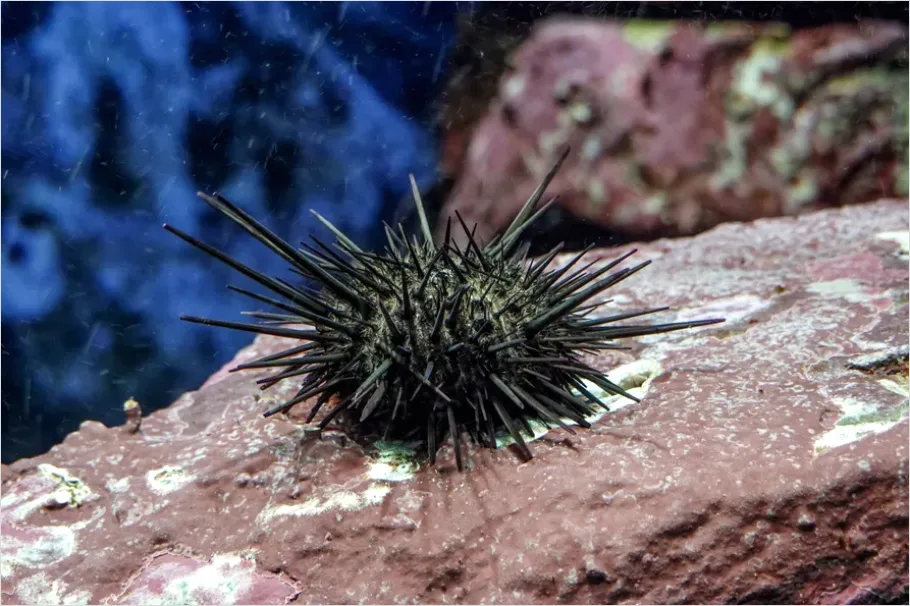 Detail Sea Urchin Underwater Close Up Number 2
