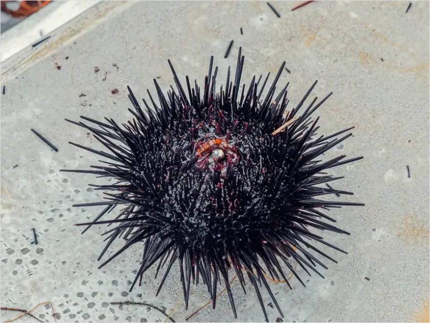 Detail Sea Urchin Underwater Close Up Number 14