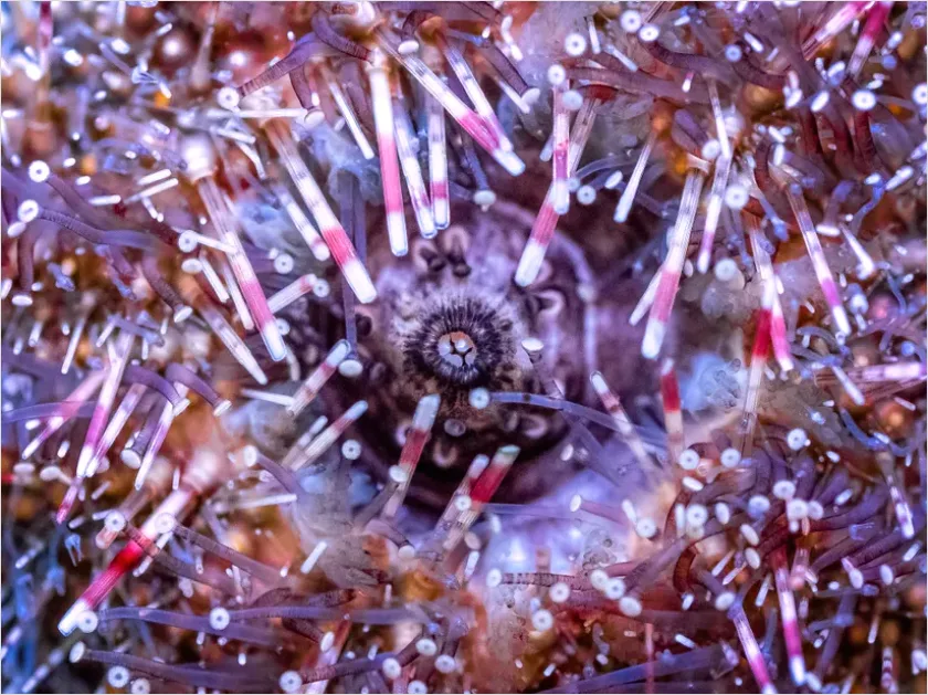 Detail Sea Urchin Underwater Close Up Number 7