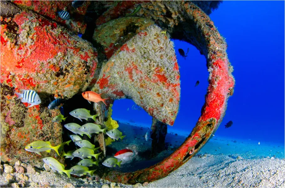 Detail Shipwreck Interior Underwater Photo Number 12