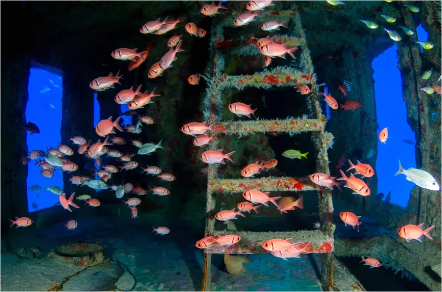 Detail Shipwreck Interior Underwater Photo Number 5
