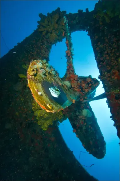 Detail Shipwreck Interior Underwater Photo Number 7