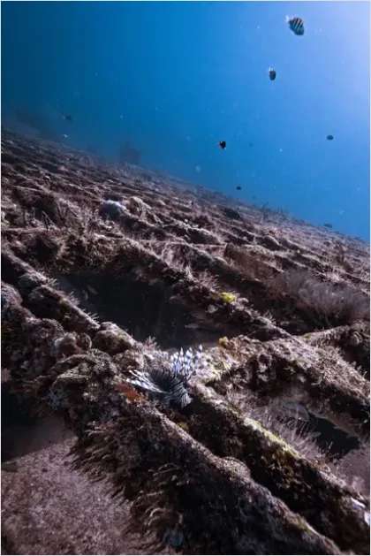 Detail Shipwreck Interior Underwater Photo Number 8