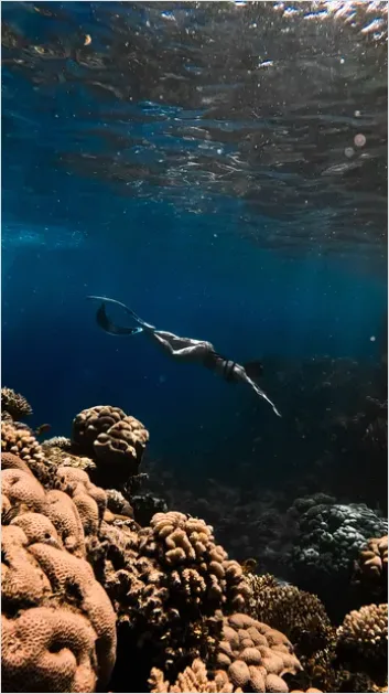 Detail Snorkeling Above Coral Reef Photo Number 13