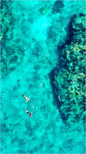 Detail Snorkeling Above Coral Reef Photo Number 16