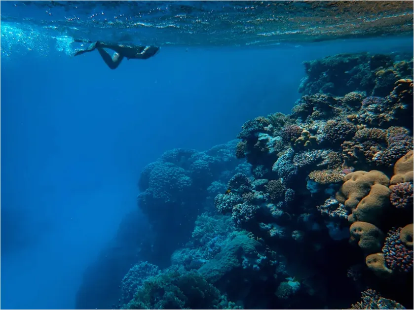 Detail Snorkeling Above Coral Reef Photo Number 4