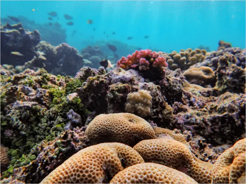 Detail Snorkeling Above Coral Reef Photo Number 8