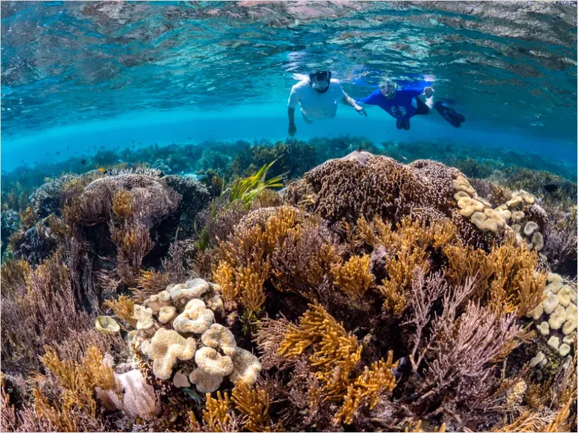 Detail Snorkeling Above Coral Reef Photo Number 9