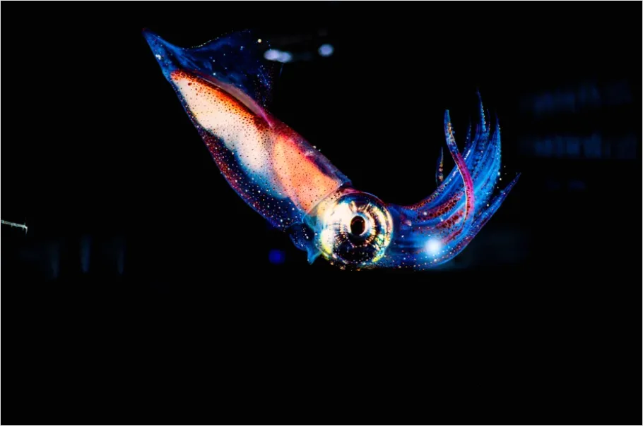 Detail Squid Underwater Close Up Photo Number 2