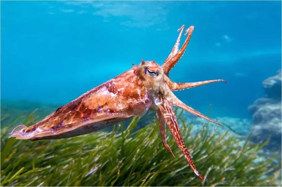 Detail Squid Underwater Close Up Photo Number 11