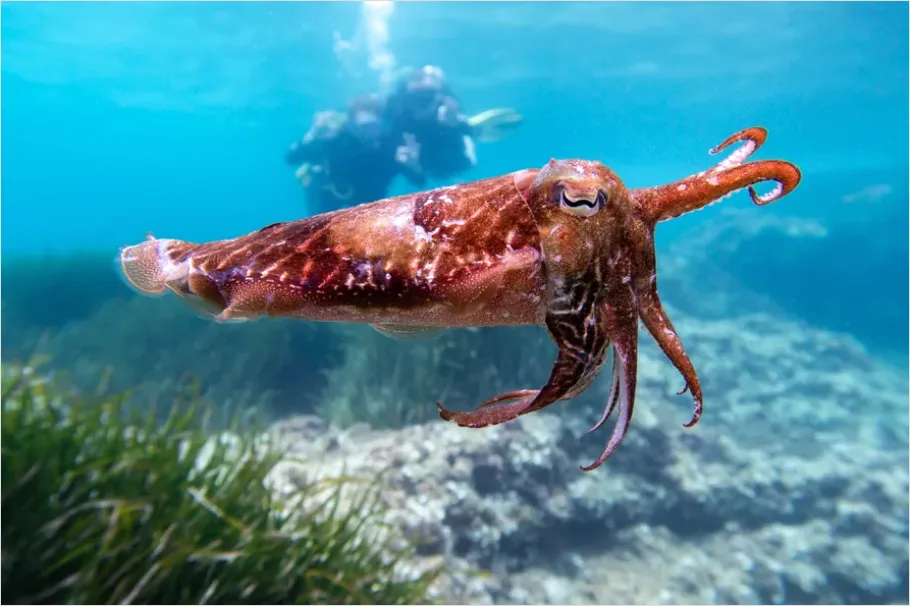 Detail Squid Underwater Close Up Photo Number 12