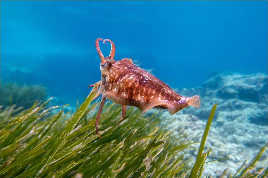 Detail Squid Underwater Close Up Photo Number 16