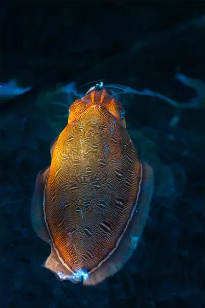 Detail Squid Underwater Close Up Photo Number 3