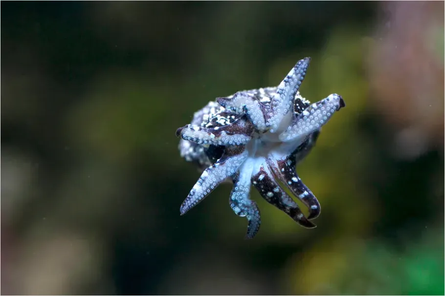 Detail Squid Underwater Close Up Photo Number 4