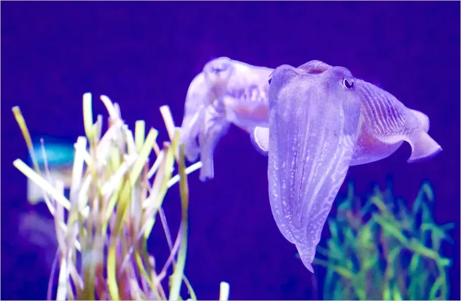 Detail Squid Underwater Close Up Photo Number 5