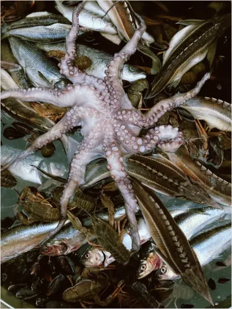 Detail Squid Underwater Close Up Photo Number 7