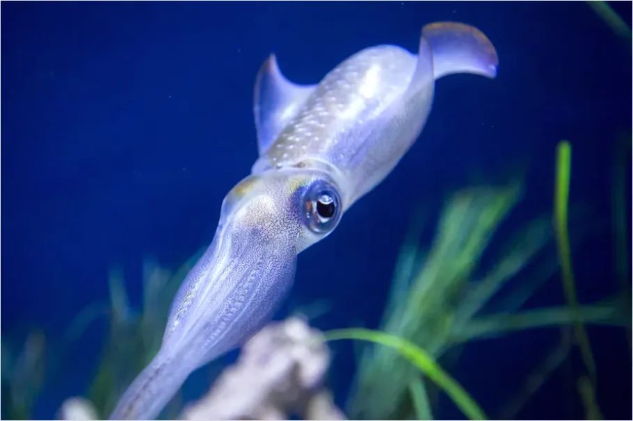 Detail Squid Underwater Close Up Photo Number 8
