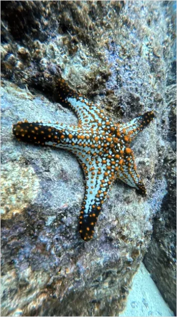 Detail Starfish Underwater Close Up Number 2