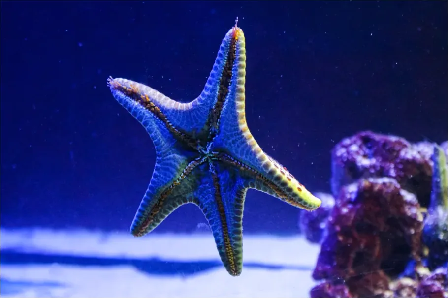 Detail Starfish Underwater Close Up Number 11