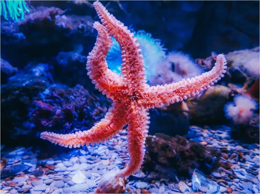 Detail Starfish Underwater Close Up Number 13