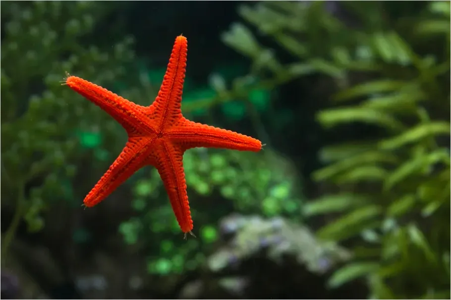 Detail Starfish Underwater Close Up Number 14