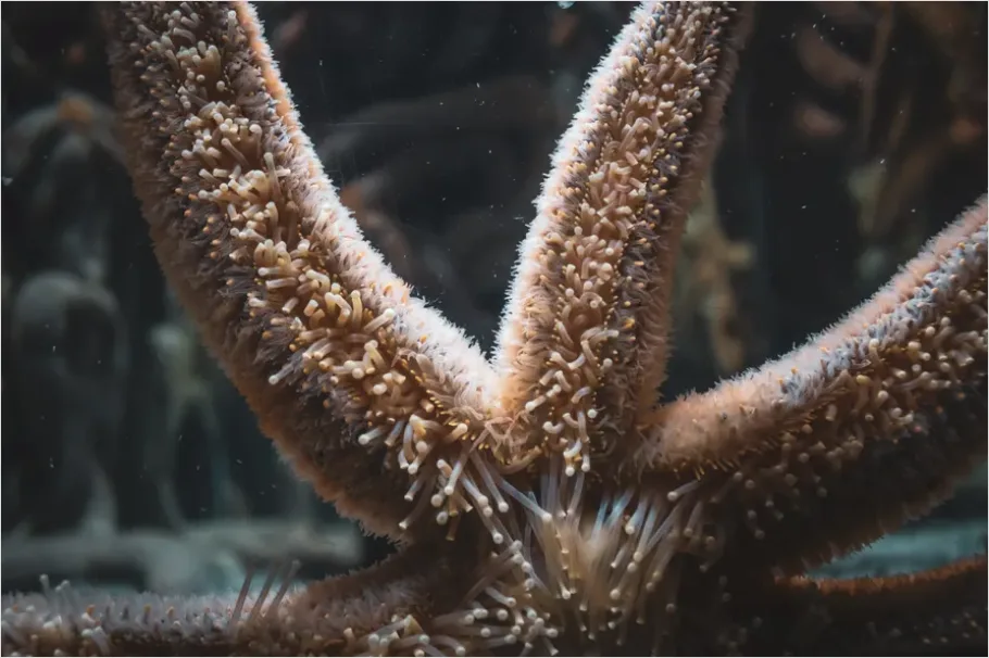 Detail Starfish Underwater Close Up Number 3