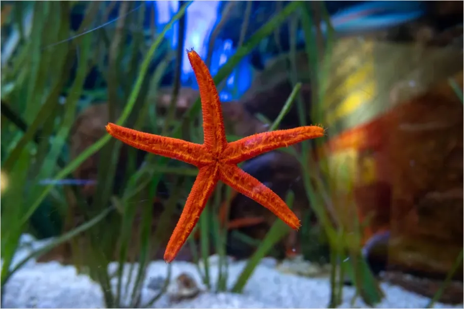 Detail Starfish Underwater Close Up Number 4