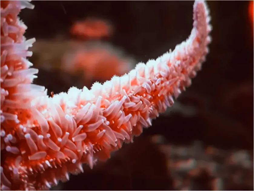 Detail Starfish Underwater Close Up Number 5