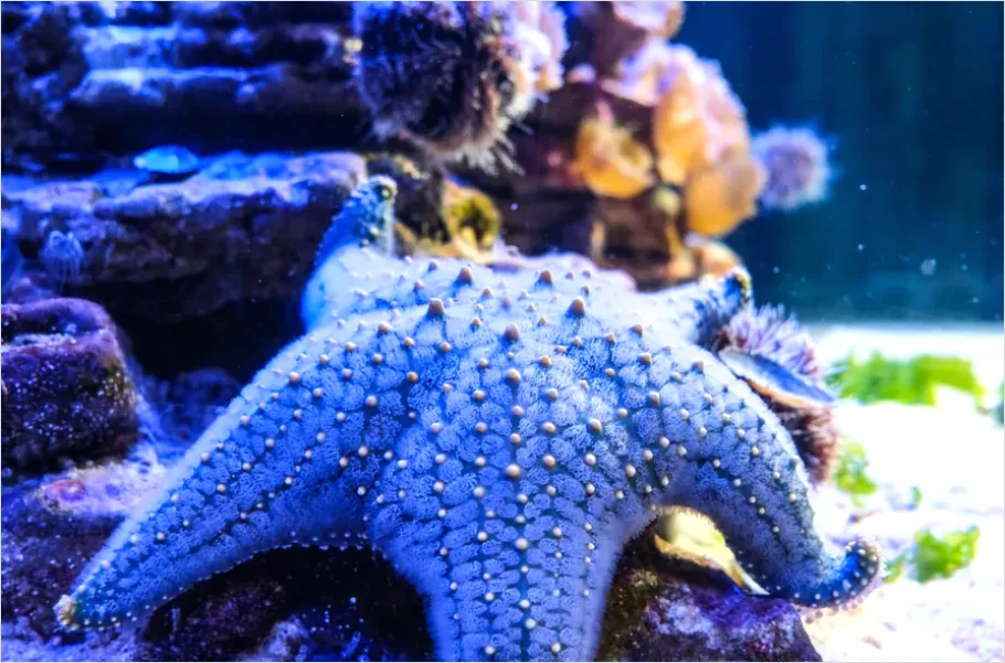 Detail Starfish Underwater Close Up Number 6