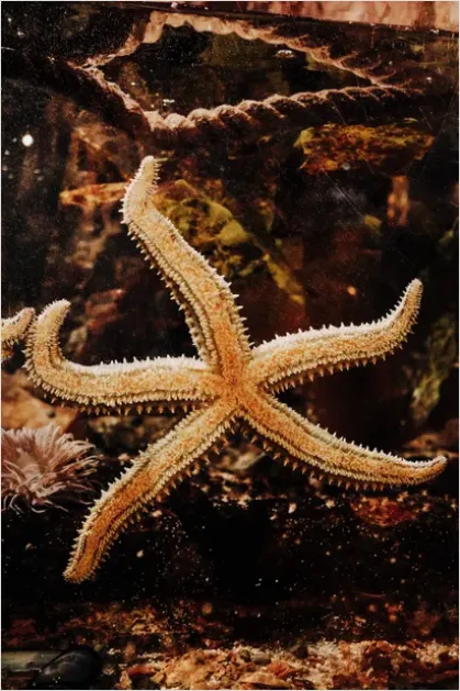 Detail Starfish Underwater Close Up Number 7