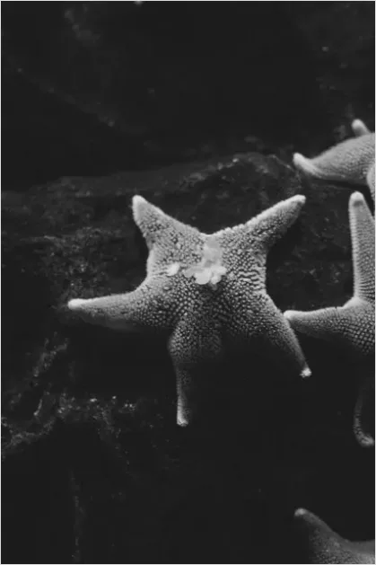 Detail Starfish Underwater Close Up Number 8