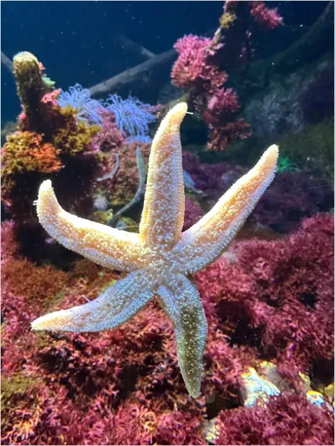 Detail Starfish Underwater Close Up Number 10