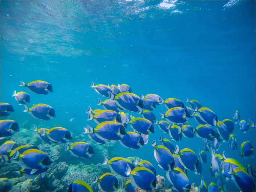 Detail Surgeonfish School Underwater Photo Number 2
