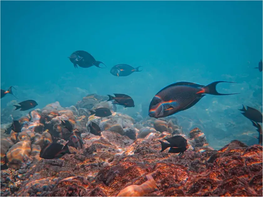 Detail Surgeonfish School Underwater Photo Number 11