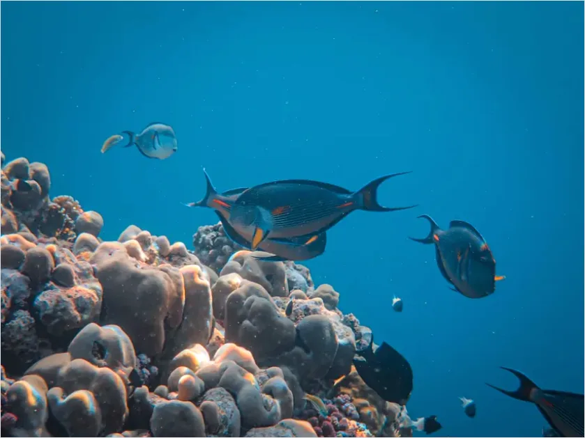 Detail Surgeonfish School Underwater Photo Number 12