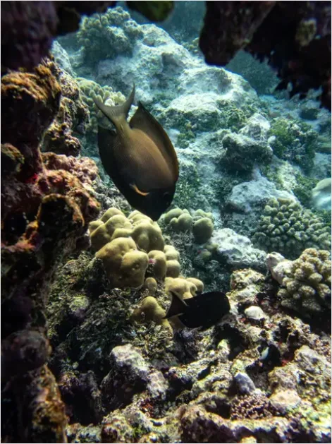 Detail Surgeonfish School Underwater Photo Number 13