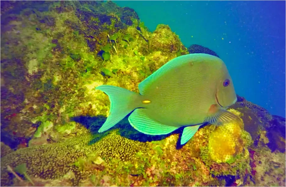 Detail Surgeonfish School Underwater Photo Number 14