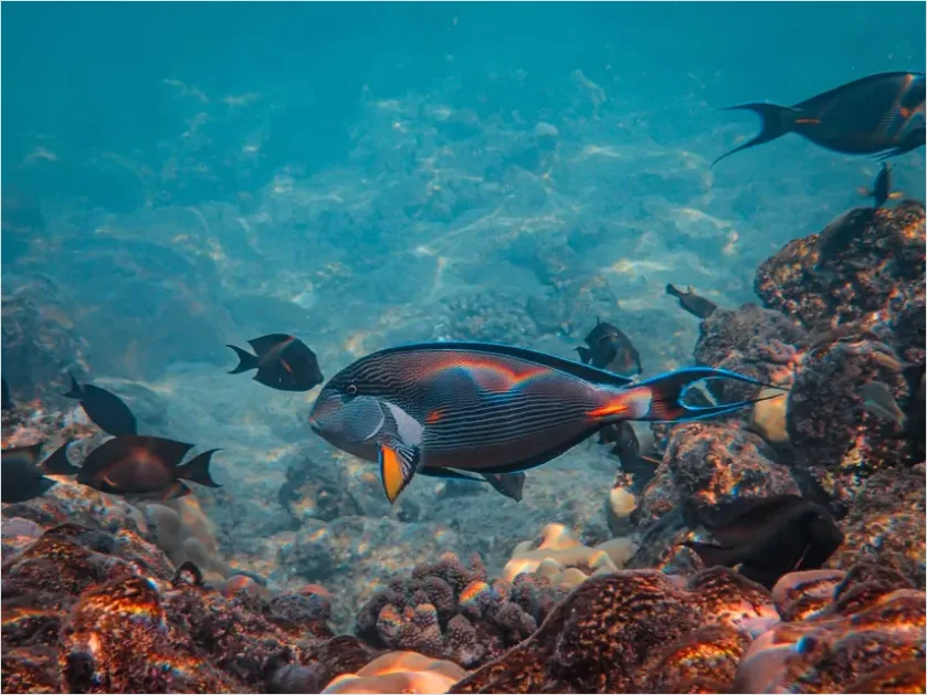 Detail Surgeonfish School Underwater Photo Number 15