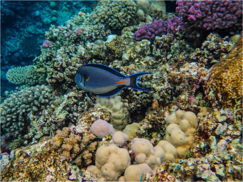 Detail Surgeonfish School Underwater Photo Number 16