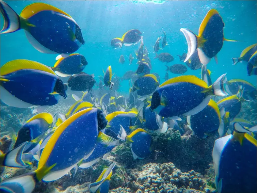 Detail Surgeonfish School Underwater Photo Number 3
