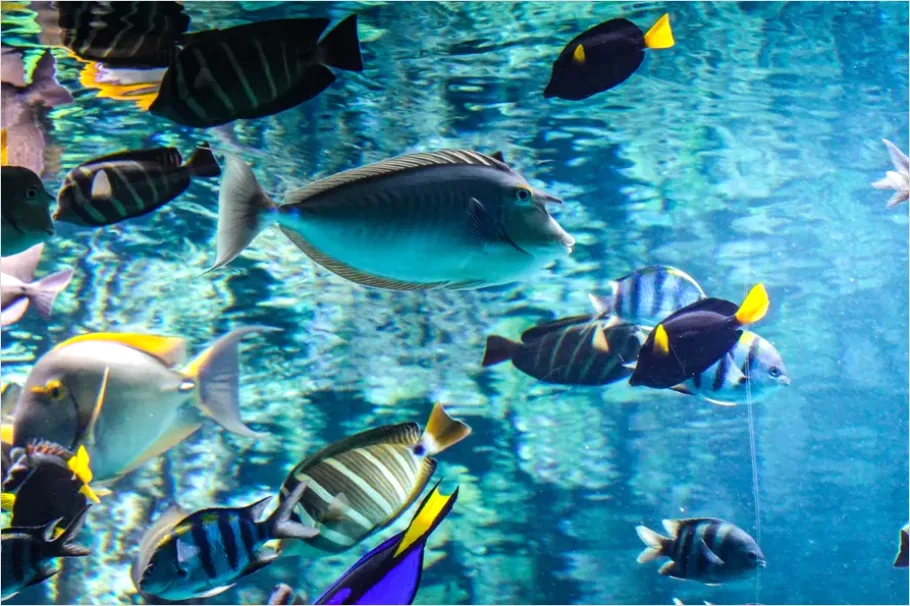 Detail Surgeonfish School Underwater Photo Number 4