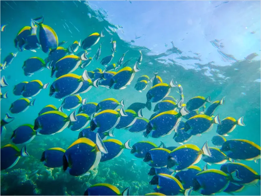 Detail Surgeonfish School Underwater Photo Number 5