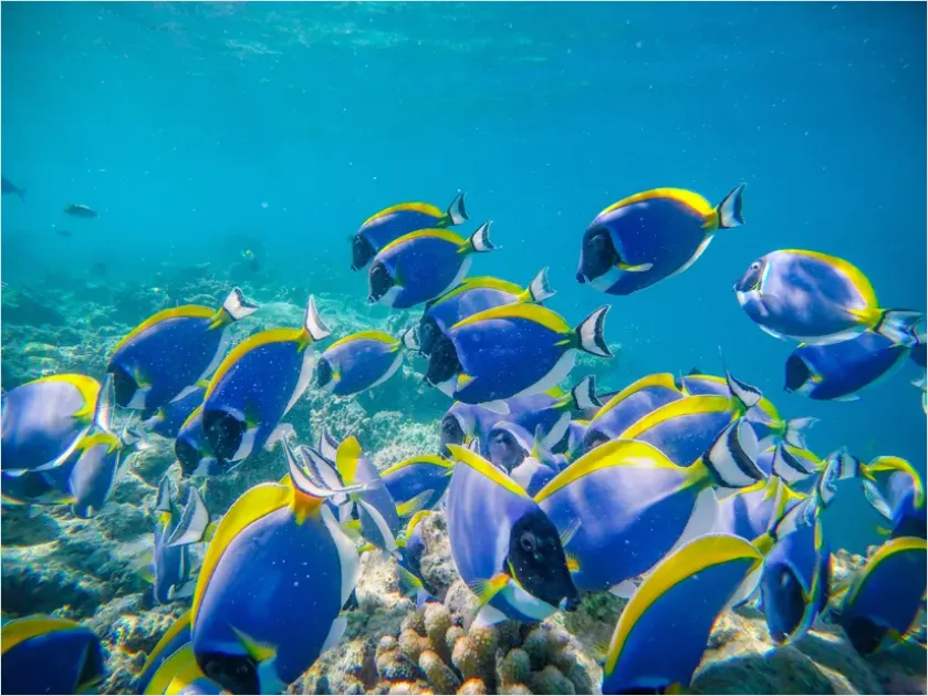 Detail Surgeonfish School Underwater Photo Number 6
