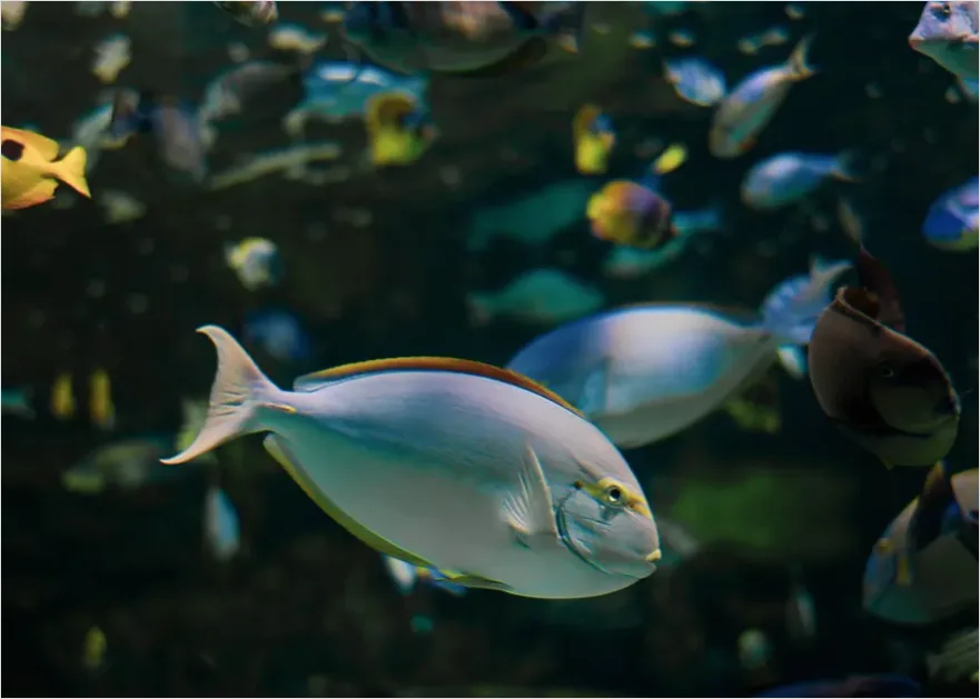 Detail Surgeonfish School Underwater Photo Number 7